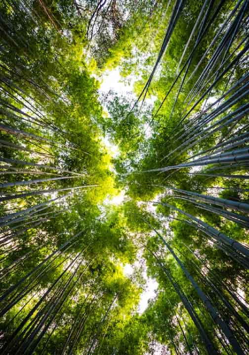 Sustainability Website Development Singapore